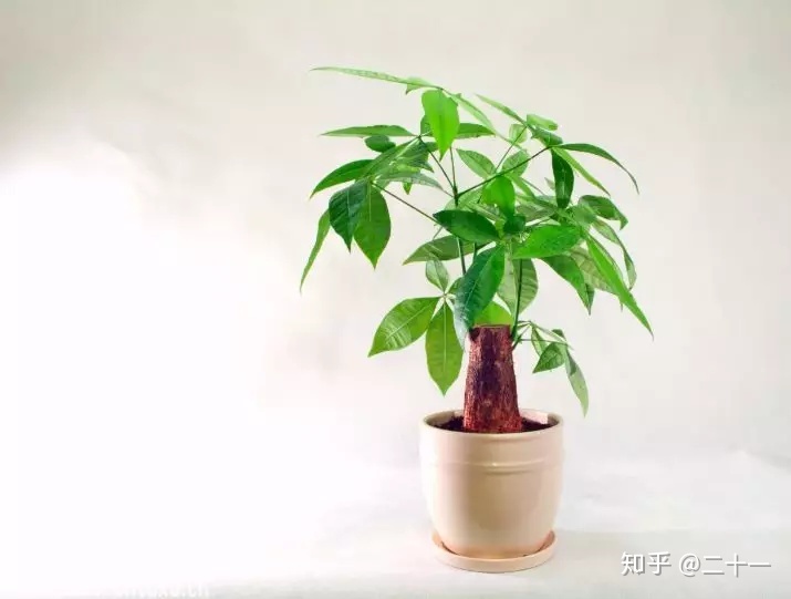 门口风水植物_客厅放什么植物好风水又好养_办公室门口放什么植物风水好