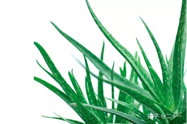 客厅放什么植物好风水又好养_门口风水植物_办公室门口放什么植物风水好