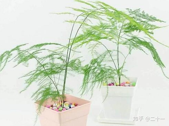 门口风水植物_客厅放什么植物好风水又好养_办公室门口放什么植物风水好