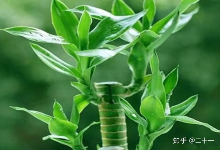 办公室门口放什么植物风水好_门口风水植物_客厅放什么植物好风水又好养