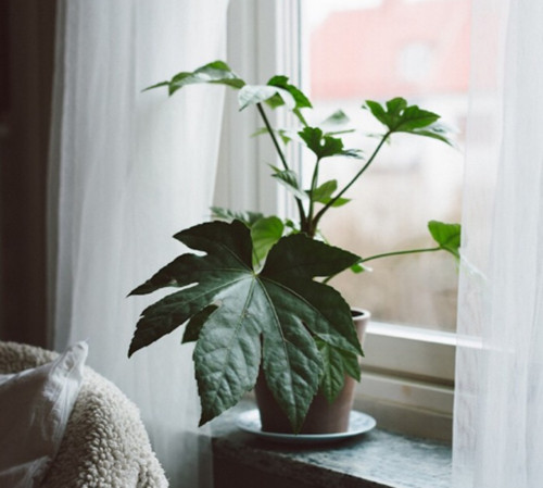 家里养植物风水好，助您提升家中的运势