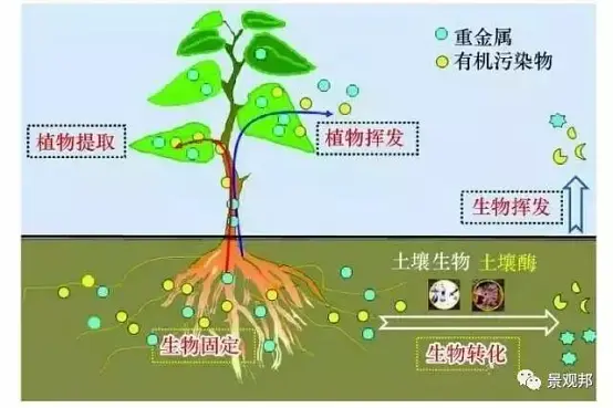 植物风水说如果跟你说，身边一盆不起眼的小花