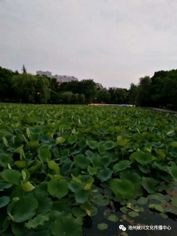 （李向东）中国古代燕窝柯的前世今生