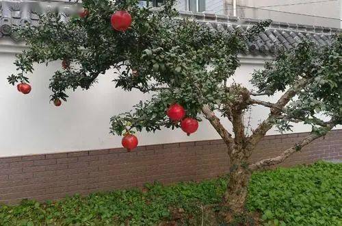 屋前屋后适合种的果树房前屋种什么果树旺风水