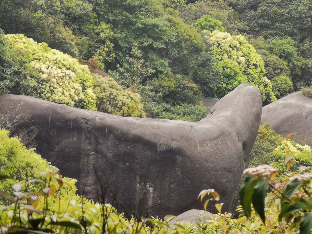 风水犀牛地埋在哪里？山风水宝地犀牛望月