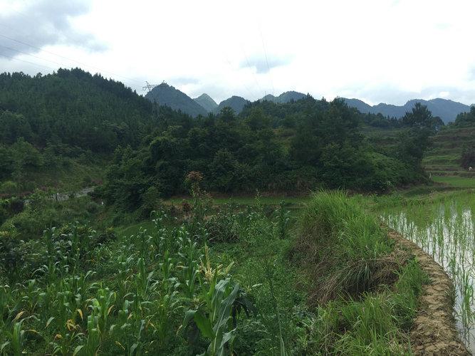 风水大师王君植贵州看风水，青龙吐珠穴，这家祖坟风水确实不一样