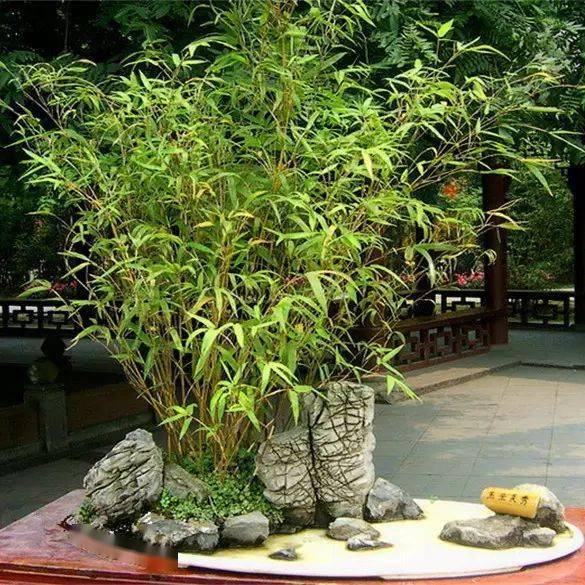 庭院植物栽植风水学：科学性与吉凶之分的探讨