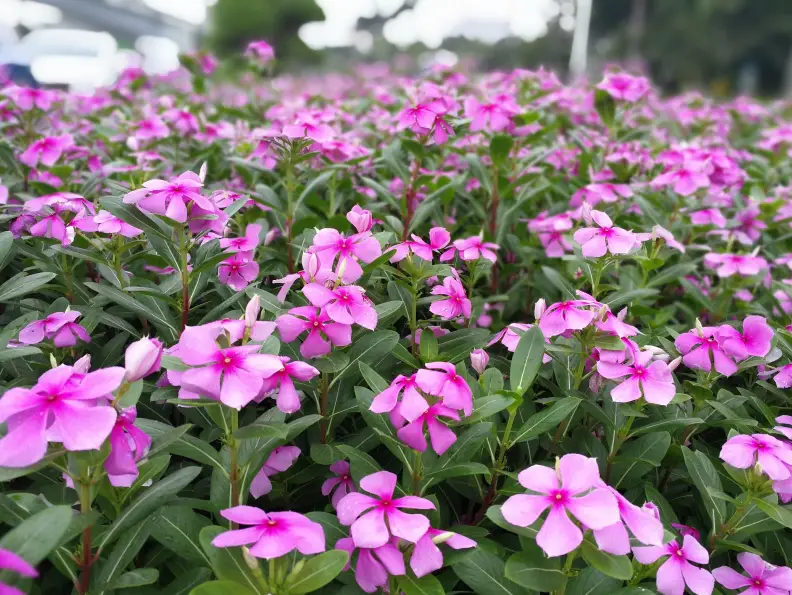 庭院植物栽植风水学：科学性与吉凶之分的探讨