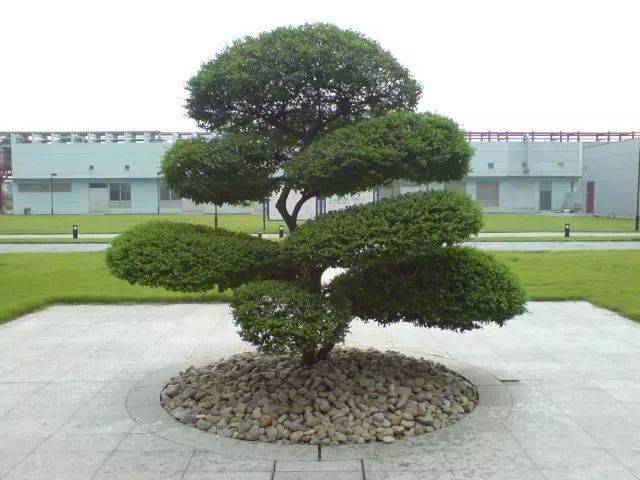 庭院植物栽植风水学：科学性与吉凶之分的探讨